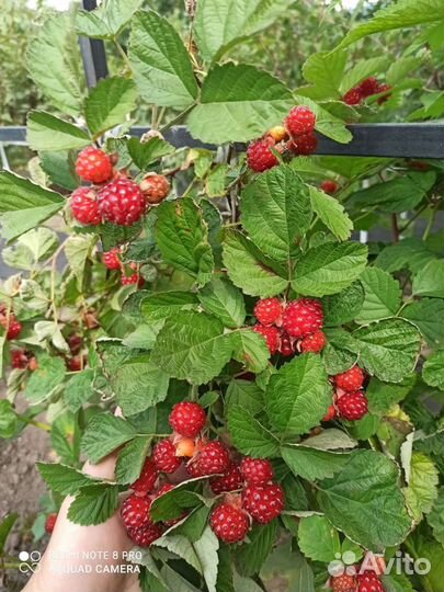 Малина Ред Даймонд