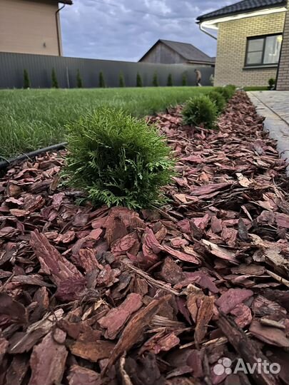 Кора сибирской лиственницы