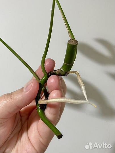 Монстера рафидофора черенки с корневой