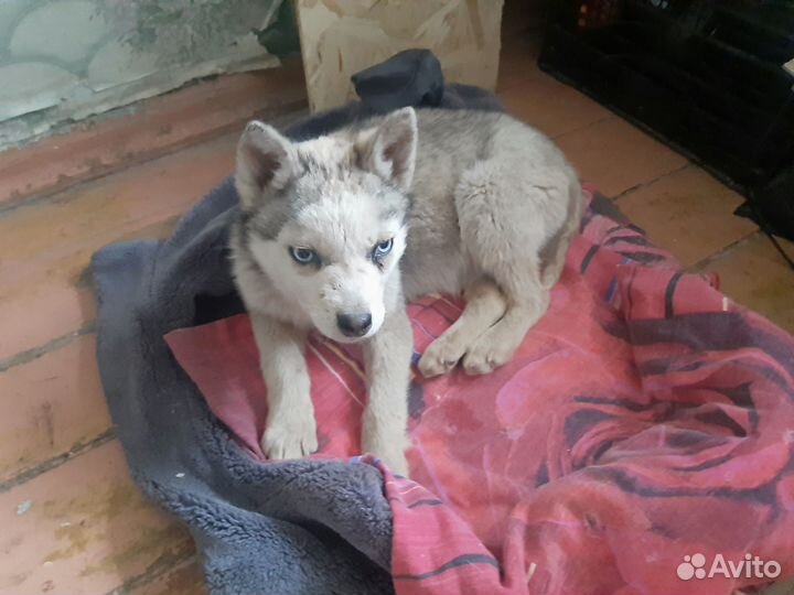 Щенок Хаски девочка в добрые руки