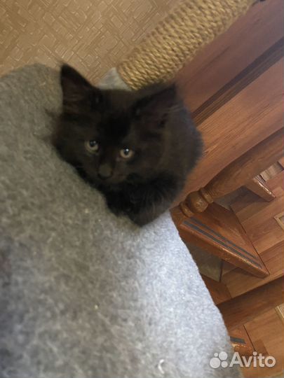 Котятки в добрые руки