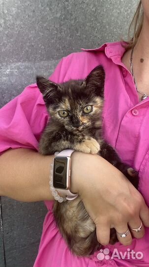 Котенок трехцветка - девочка