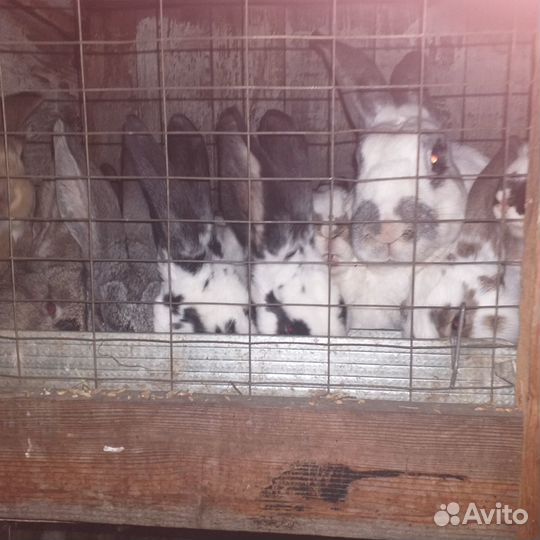 Продаются кролики