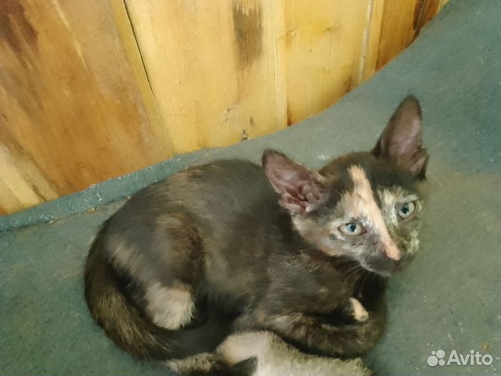 Продам котят разных мастей