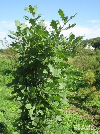 Деревья- крупномеры для озеленения