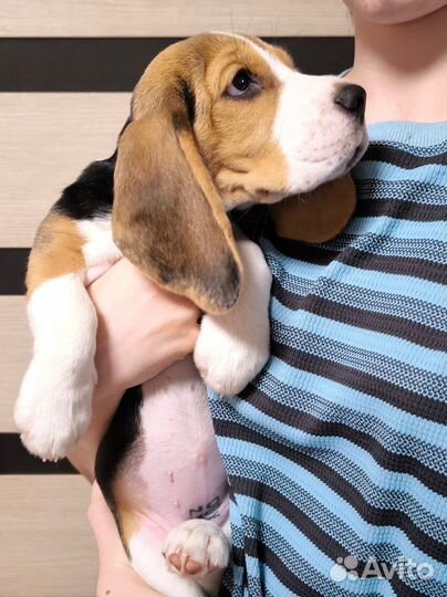 Щенки бигль