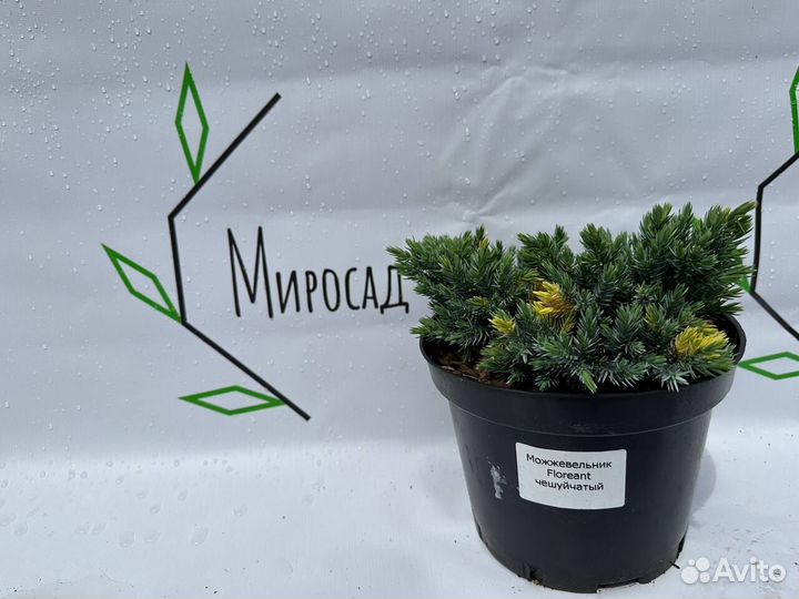 Можжевельник Floreant