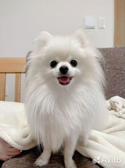 Белый померанский шпиц