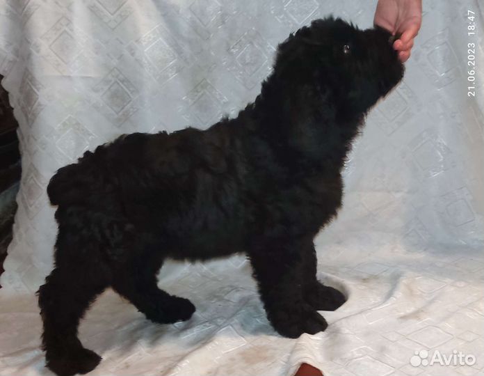 Щенки Русского Чёрного терьера