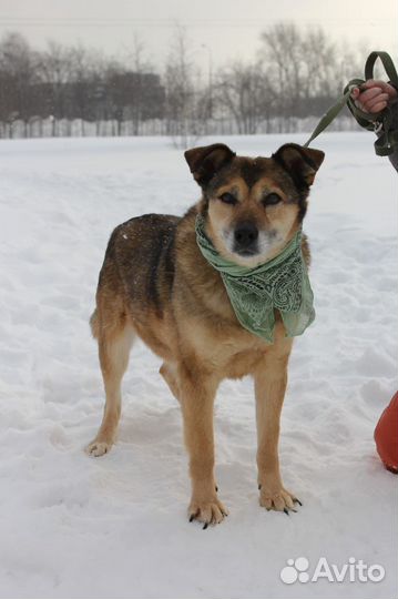 Классную собаку никто не замечает в приюте