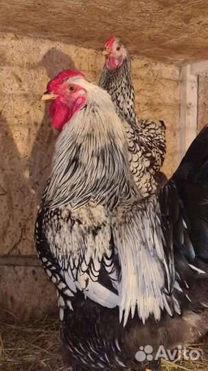 Виандот/Люйкэданьцзи ухейилюй /ия/ утки/ утята