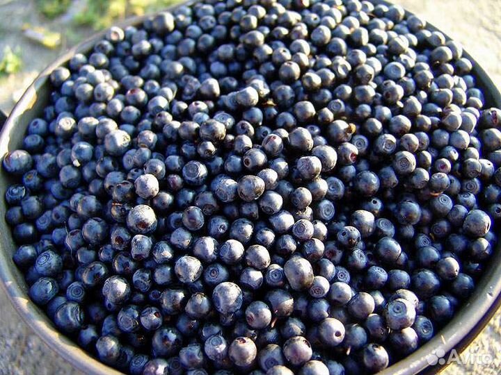 Черника свежая