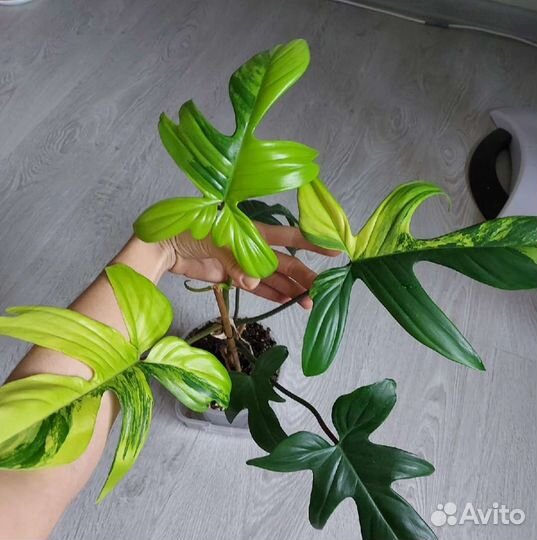 Расспродаю домашнюю коллекцию цветов