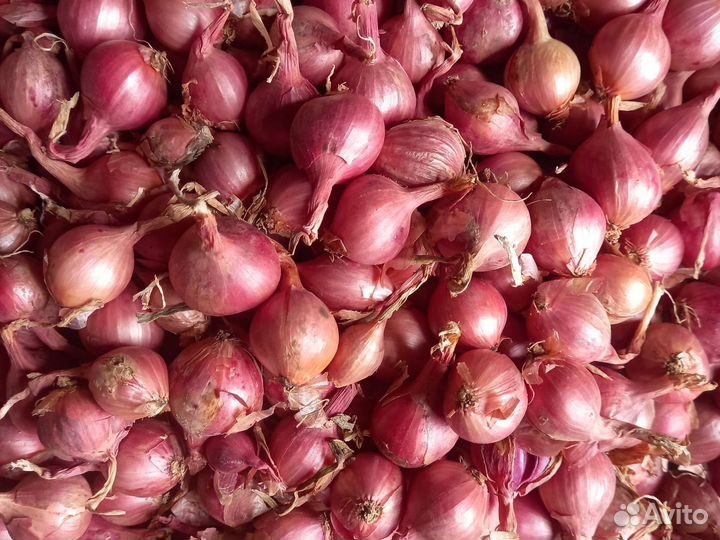 Семенной картофель