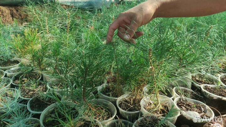 Хвойные и лиственные растения