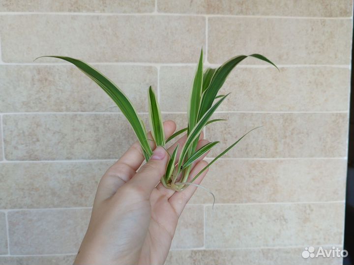 Хлорофитум детки