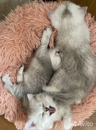Серебристая шиншилла