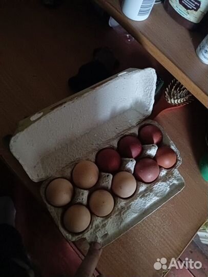 Инкубационное яйцо