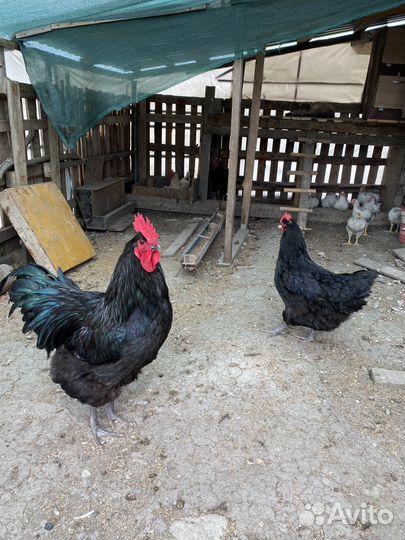 Яйцо на инкубацию джерсийский гигант