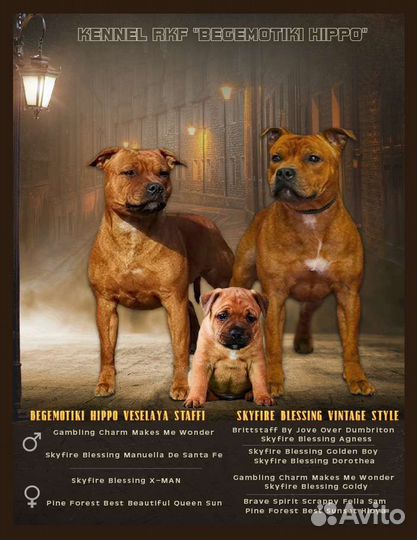 Английский стафбультерьер