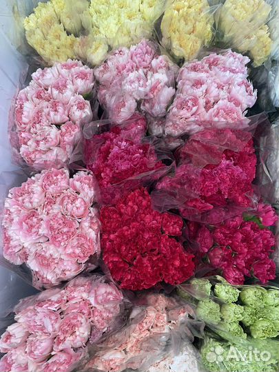 Гвоздики оптом