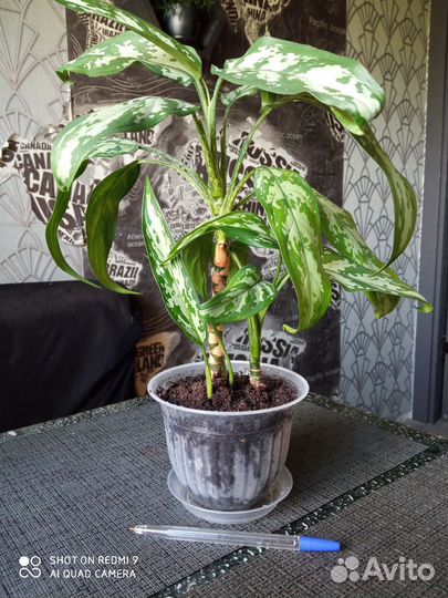 Традесканция, сциндапсус, аглаонема, бегония