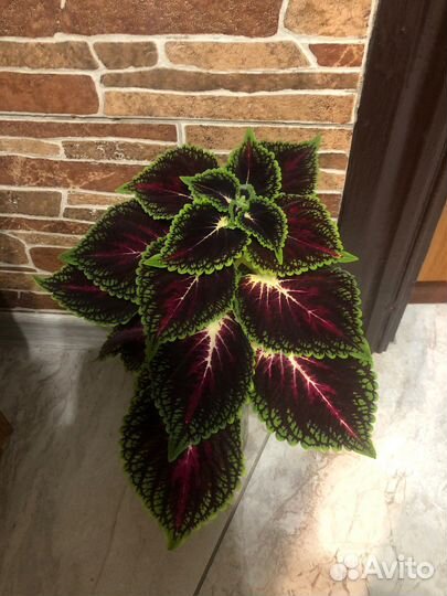 Комнатные цветы