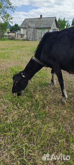 Коза ламанча