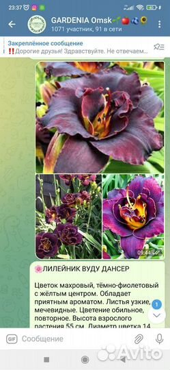 Красивые Лилейники