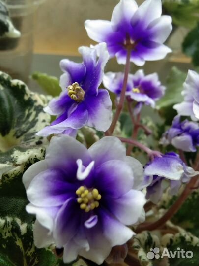 Детки фиалок