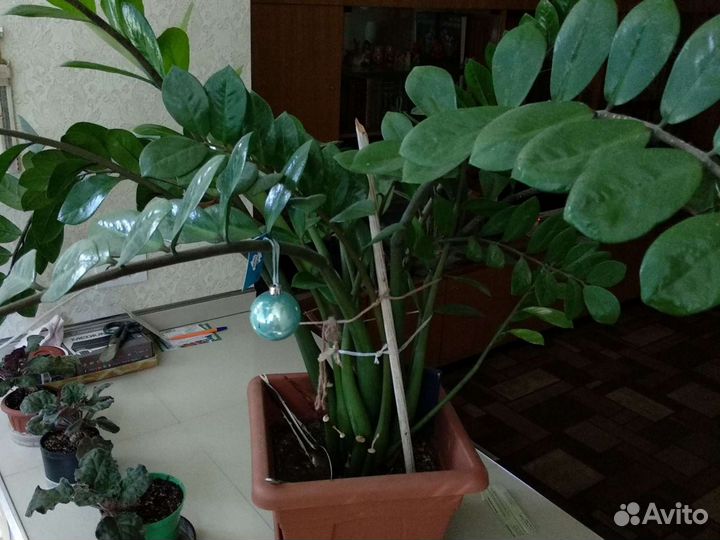 Замиокулькас