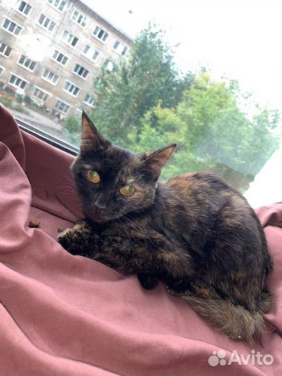 Кот и кошечка в добрые ручки