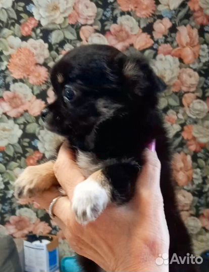 Щенок чихуахуа кобель