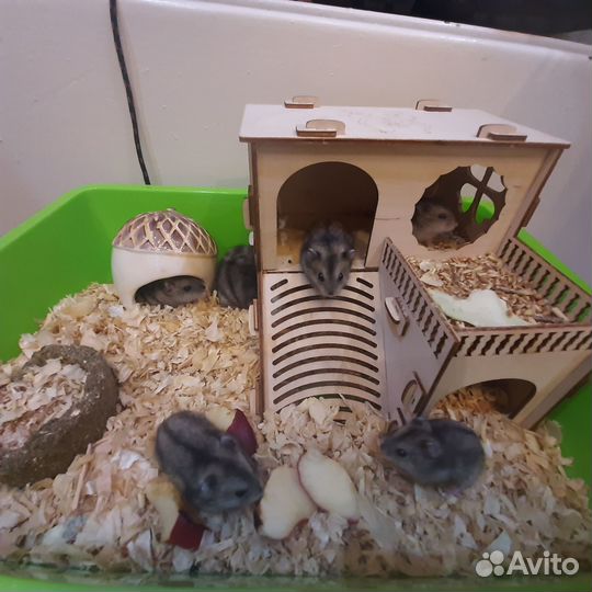 Джунгарики