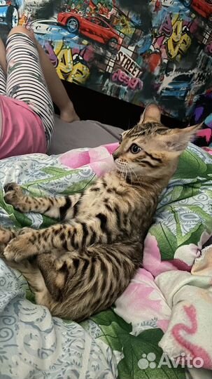 Бенгальский котенок мальчик