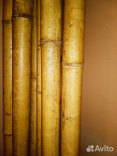 Стволы бамбука длина 4 м для декоративной отделки