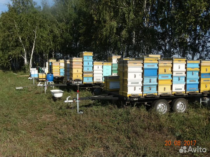 Мёд личная пасека забрус, перга, прополис, соты