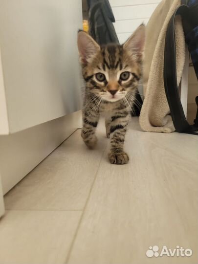 Домашний котенок мальчик 2 мес. бронь