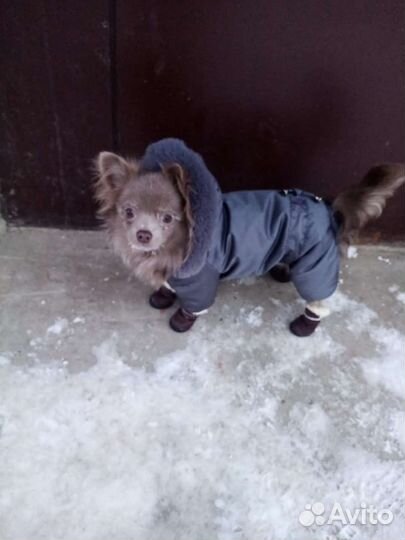 Комбинезон для маленькой собаки