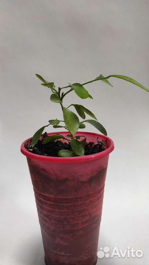 Муррайя метельчатая