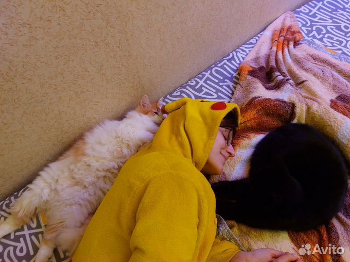 Передержка кошек