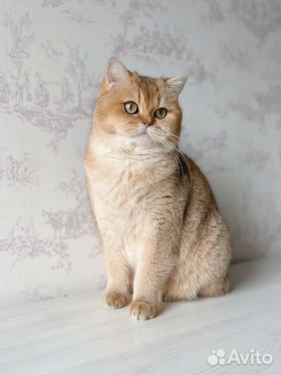 Британская кошка шиншилла