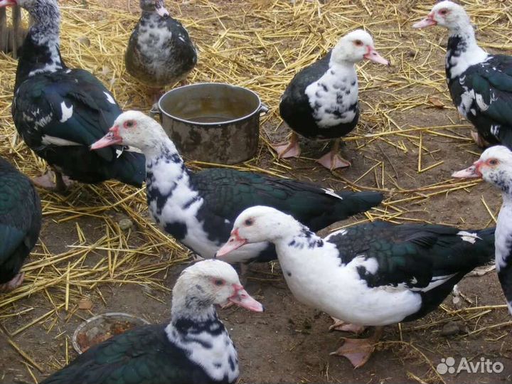 Индоутки мускусные