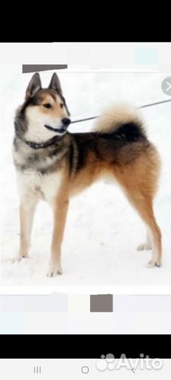 Щенки Лайка Западно сибирская