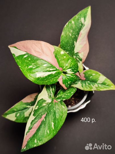 Сингониум ред спот триколор Тайский