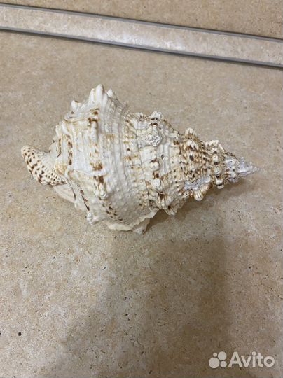 Коралл балянус