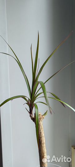 Пальма драцена