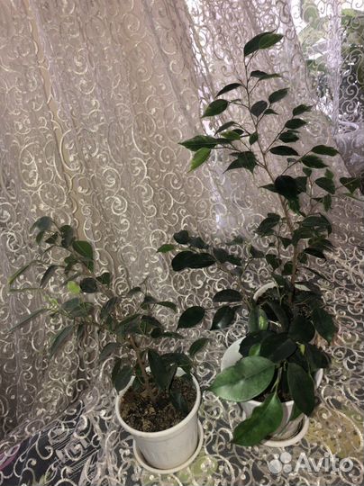 Фикус бенджамина