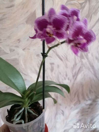 Орхидея фаленопсис бронь