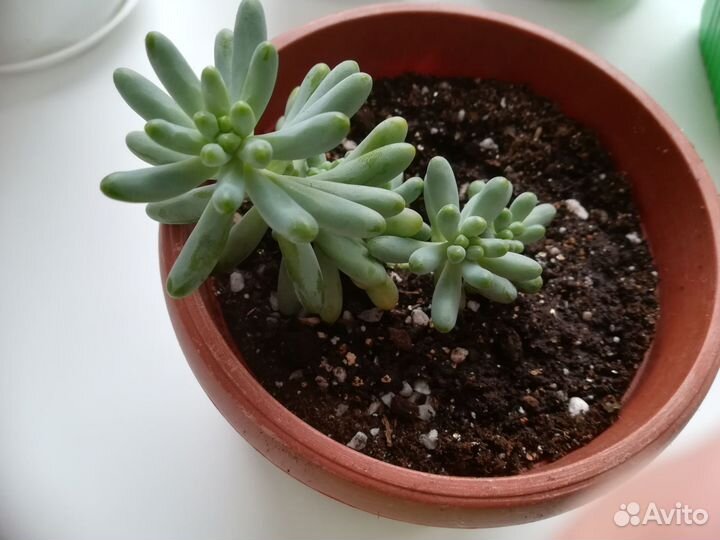 Суккуленты